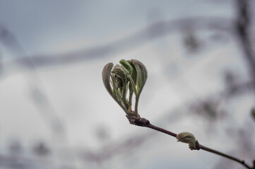 Blossoming chestnut leaves on a branch in spring