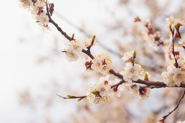 Cherry blossoms on a branch in spring