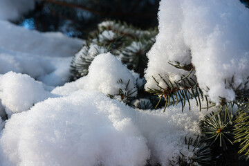 Spruce branch with small green needles under fluffy fresh white snow close-up. blurry winter forest in the background