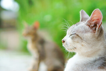 風を感じる猫