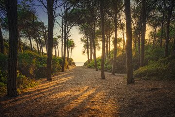 Path in pinewood forest and sea. Marina di Cecina, Maremma Tuscany, Italy