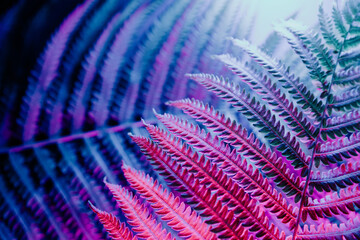 Natural fern leaves close-up in blue pink light