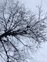 tree branches against blue sky