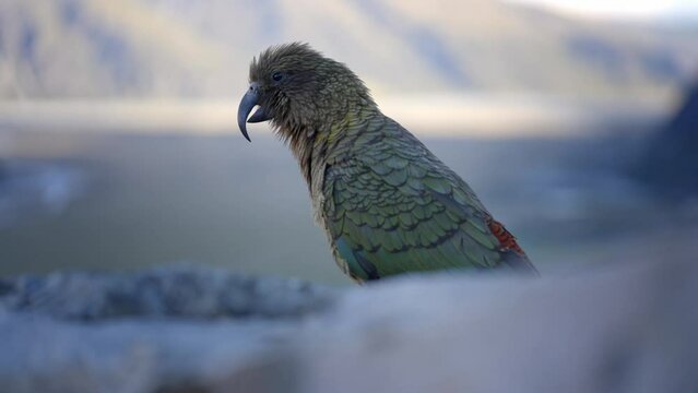 Beautiful native birds Kea looking out over the mountains. Close up shot New Zealand