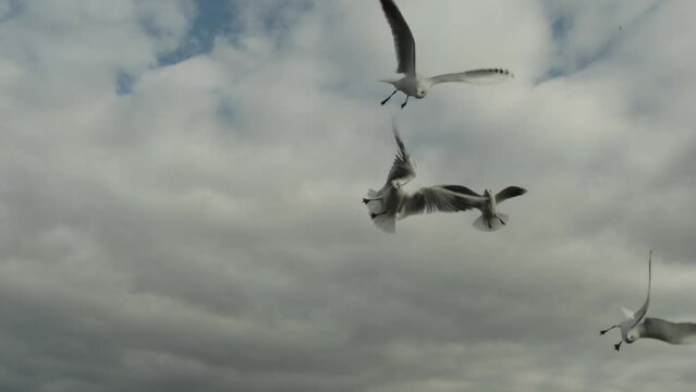 Low angle view seagull flying slow motion soaring high above coastal waterfront