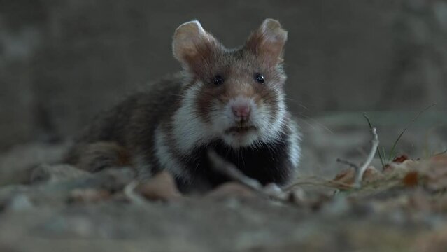 European hamster, Cricetus cricetus, in meadow grass, Vienna, Austria. Brown and white Black-bellied hamster, front view portrait in the nature habitat. Wild cute mouse, summer wildlife.