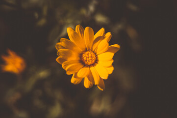 yellow marigold flower top view macro