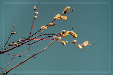 Easter or spring plot with branches with fluffy willow buds