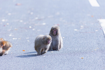 Wild monkey in Yakushima island Kagoshima Japan	