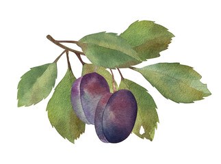 Plums branch. Watercolor Hand drawn botanical illustrations purple fruits and green leaves. Isolated on white background. . Food, summer season. For packaging design juices, textiles, kitchens, wear.