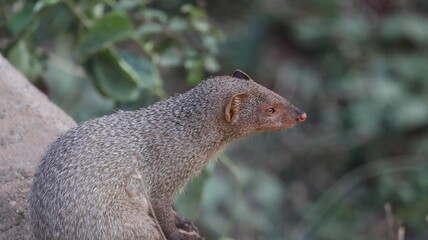 Mongoose sitting and watching curiously
