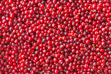 Background of red ripe berries