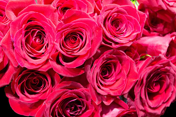 Background of large flowers of red roses