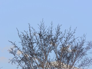 枝のない冬の樹々。イラスト風の写真。
