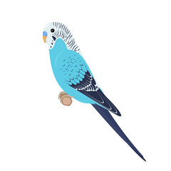 Budgie sitting on brunch