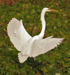 Graceful Great White Egret Heron in flight