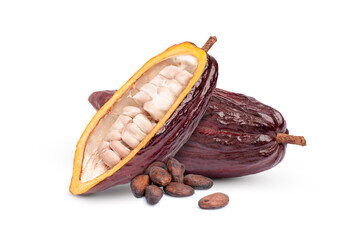 Dried cocoa beans, red cocoa fruit with cut in half sliced isolated on white background.