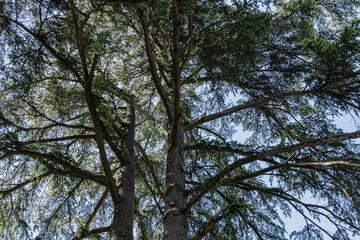 Obraz premium Old large tree evergreen Sequoia sempervirens Glauca (coastal sequoia tree) in Adler Arboretum 