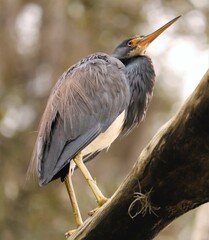 Having the blues can be beautiful