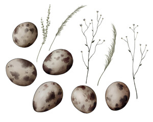nature sketch small spotted quail eggs among field plants digital drawing 3