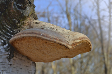 fungus (polypore) growing on a birch tree in the woods