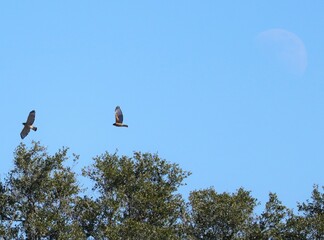 Two Hawks in flight with the moon