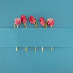 fresh red tulips against blue background. creative Easter gardening flat lay idea with copy space