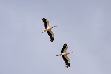 Spring migration of storks in the Rhone Valley