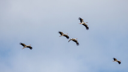 Spring migration of storks in the Rhone Valley