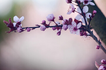 Fioletowo, różowa wiosenna gałąź z jasno  różowymi kwiatami na rozświetlonym promieniami różowym tle. - obrazy, fototapety, plakaty