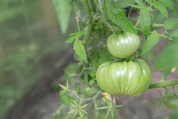 Tomatoes ripen in a greenhouse in green foliage. Household farming, agricultural culture, ecological natural products, ecological farming concept