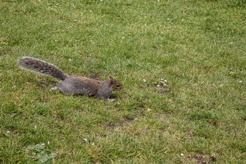 squirrel in the park