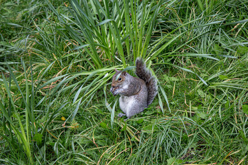 Squirrel in the meadow