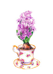 Vintage tea cup with pink hyacinth flower. Watercolor spring home grown plant