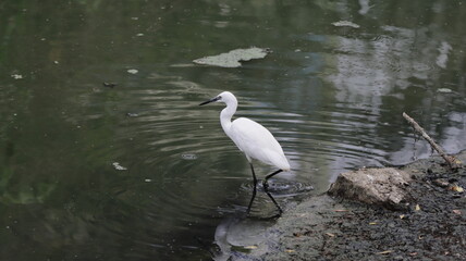 Little egret by the side of the lake