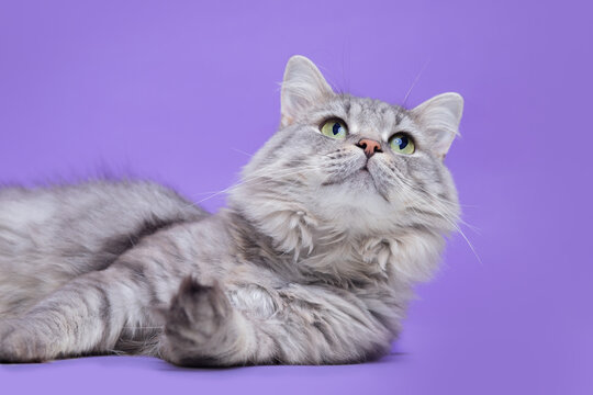 Funny large longhair gray kitten with beautiful big eyes. Lovely fluffy cat lying on purple background. Free space for text. Cat for advertising tape. Playful pet close-up.