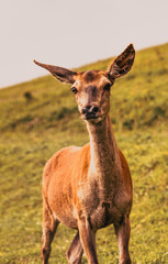 portrait of a cute deer