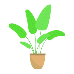 Home plant in a pot. Vector illustration isolated on white background.