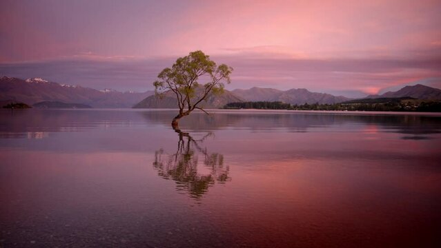 Lone beautiful tree rising above a clear lake before sunrise. Amazing pink and purple colors. Majestic mountains on calm relaxing day. Wanaka, New Zealand.