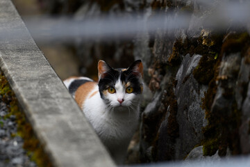 猫