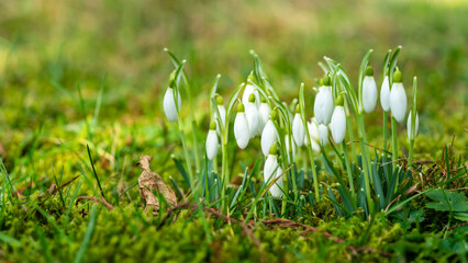 Snowdrops in early spring