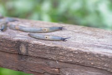 Slugs crawl on wet rotten wood , a lot of slug pests
