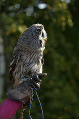 great grey owl close up photo