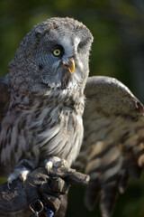 great grey owl close up photo