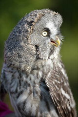 great grey owl close up photo