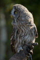 great grey owl close up photo