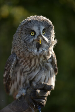great grey owl close up photo