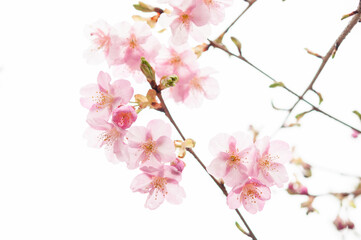 咲き始めた河津桜の花 桜 春 日本