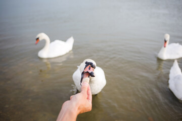 feeding birds swans on lake in their natural habitat. wildlife.