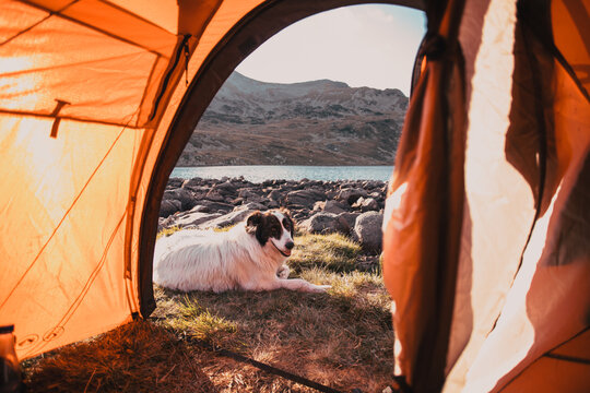 camping with dog red tent